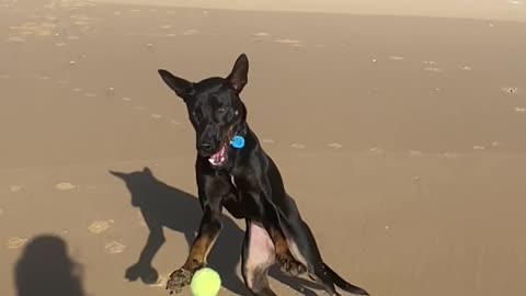 Kelpie Can't Quite Keep Up With Bouncing Ball