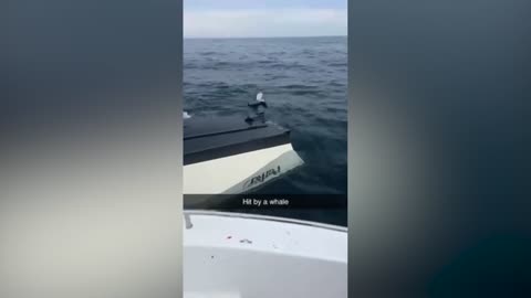 Boat Capsize by a Breaching Whale