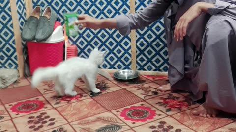 Persian Baby Cat Hugging the Milk box