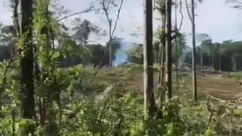 RAINFOREST- The destruction of the Rain forest resumes on Guyana, despite indigenous tribes