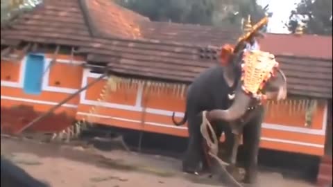 elephant attack in kerala temple [SiGator]