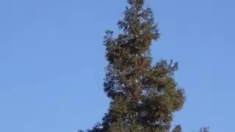 Treetop crow