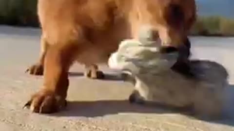 Funny Animal Videos - Awesome Funny Pet Animals | Cute Animals | Super Funny Dog Videos #short video