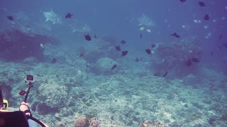 Scuba diver capture moments with hundreds of fish on the seabed