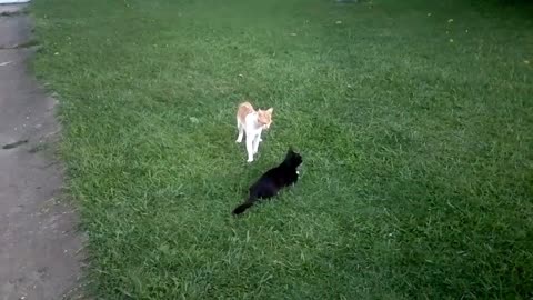 black cat plays with little black cat and mimi