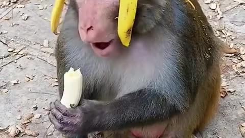 A amazing and funny movement a little baby of monkey eating bananas so cute