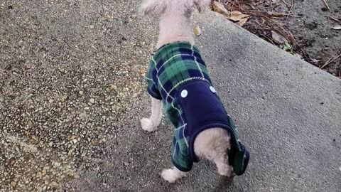 Dog loves the rain