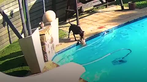 Perro salva a otro perro de ahogarse en un reconfortante rescate