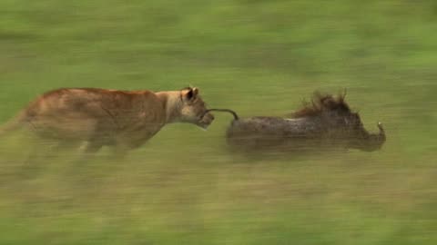 Bro dared to fart in front of the lions 🤣 🤣 🤣