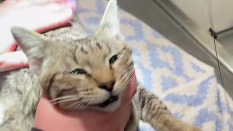 Cat swallowed a sewing needle! Watch as the Doctor removed it.