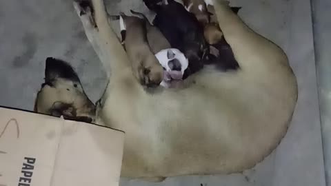 Great surprise for chicao and nightshade, the puppy Nina has just given birth to nine puppies!