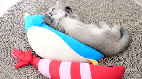 Kitten Kiki sleeping next to shrimp and penguin