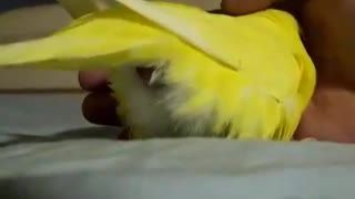 Budgie lays an egg