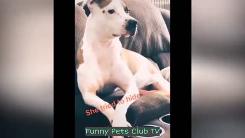 Funny Animal Videos 🤣 Funniest Cats and Dogs Videos 2024 😅