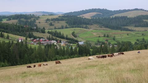 Cows on the grassland in Carpatians in Ukraine
