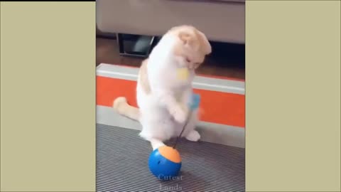 Cute Cat & Dog Funny Video