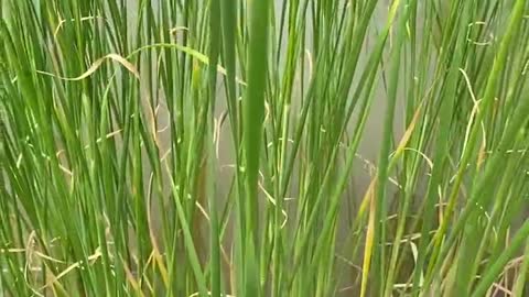 reeds fruiting in water