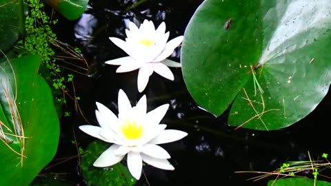 Water Lilies