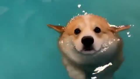 Cute Corgi Swimming in the Pool