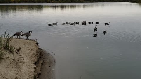 wild geese on the river