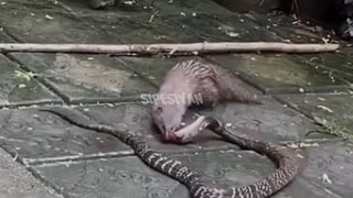 Cobra vs Mongoose