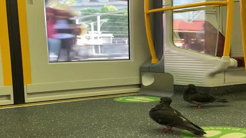 Pigeons Take Public Transportation
