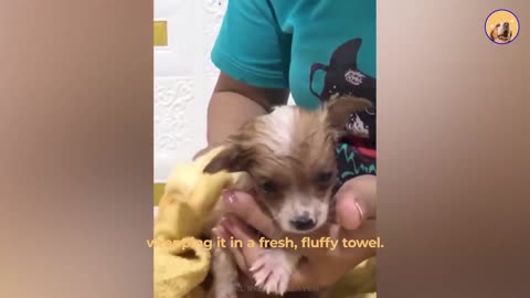 A Driver Rescuing a Rain-Soaked Pup (True Story!)