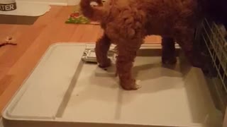 Collab copyright protection - cute brown labradoodle on dishwasher