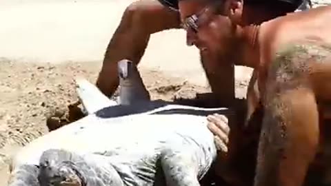 Sea Turtle 🐢 stuck in hot sun 🌞