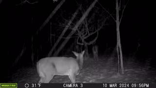 06/08/2024: Trail Cam Captures #44: Deer in the Late Snow