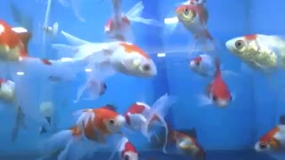 Maravilhosos peixes kinguios no aquário da loja, tem tanto! [Nature & Animals]