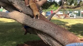 Corgi Climbs Tree