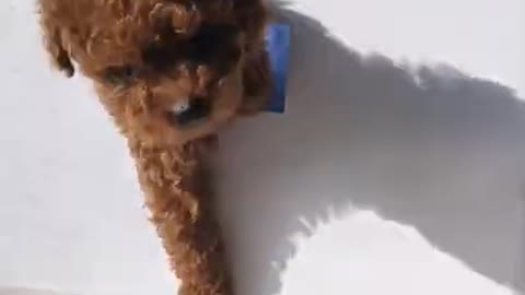 Cutest baby dog, Satisying 😹 Funny Animals videos #shorts