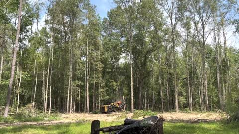 ASV RT75HD ￼with skid pro Brush cutter high flow. Cutting down trees