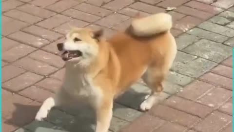 Dancing Shiba Inu Steals the Show: Incredible Street Dance Moves! #shorts