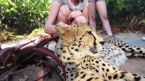 Walking With Cheetahs In South Africa