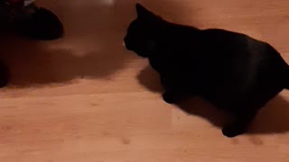 3 Cat Tricks in Under 30 Seconds!