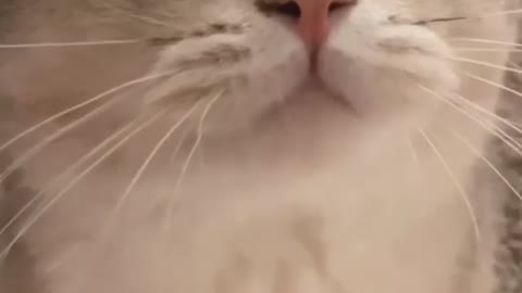 this cat's voice is so cute