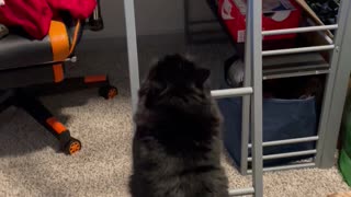 Cat Climbs Ladder Like A Human