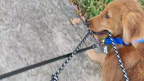Cute Golden Retriever puppy helps walk his sister