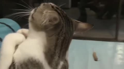 #Cute Cat Street Boxing.