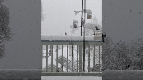 Birds Feeding in Freezing Cold Snow