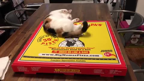 This kitty is the cutest pizza topping ever!