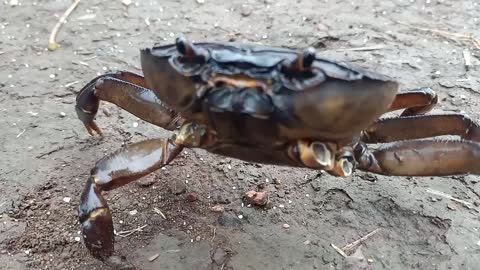 Indian crabs at village..