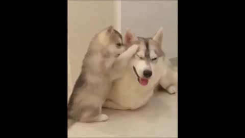 puppy playing with dad