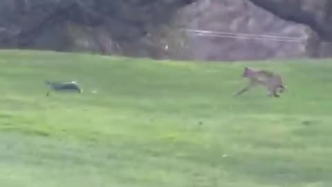 BOBCATS VS SQUIRREL