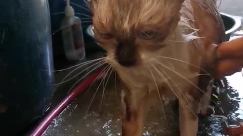 Cute Cat Taking A Bath With Her Master