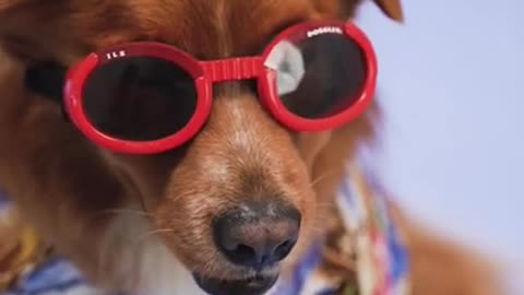 Dog with glasses 🤓😍🕶️