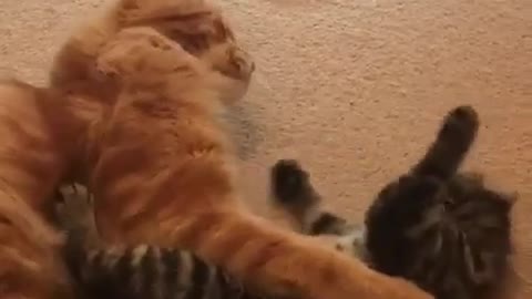 Litttle Kitten Playing With Her Big Daddy