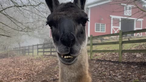 Llama Gets the Lip Jitters